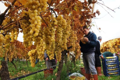 Üzüm hasadında sona yaklaşıldı