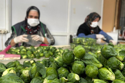 Rusya ve Hollanda lahanayı "Brüksel"den değil İznik'ten alıyor