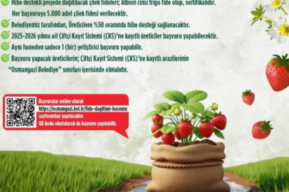 Osmangazi'den yüzde 50 hibeli çilek fidesi