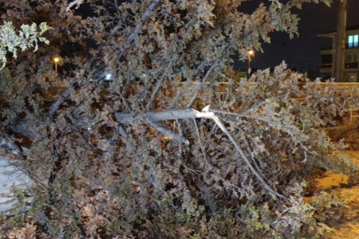 İnegöl'de rüzgarın etkisiyle ağaç devrildi