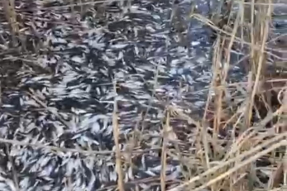 Uluabat Deresi’nde binlerce balık ölü bulundu