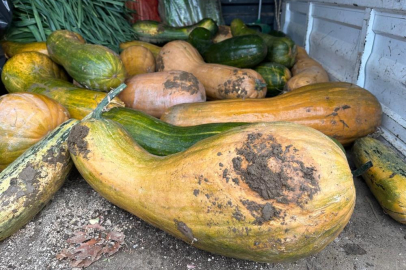 Osmangazi'de 30 kilogramlık Kıbrıs bal kabağı yetiştirildi