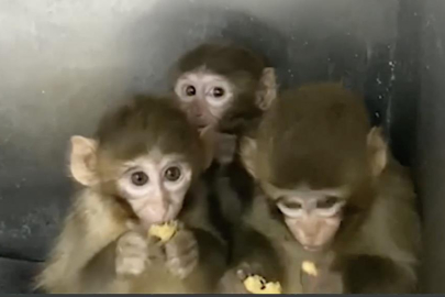Bursa'da 3 makak maymunu koruma altına alındı