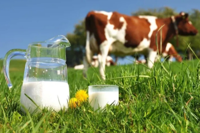 Kasım ayında 863 bin 651 ton inek sütü toplandı