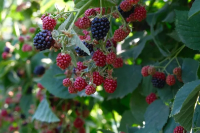 Kestel'de ahududu ve böğürtlen üretiminde Sırbistan modeli