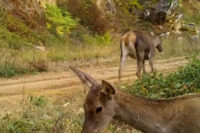 Bursa'nın kızıl geyikleri fotokapana takıldı