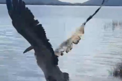 Bursa'da tedavisi tamamlanan ak pelikan doğaya salındı