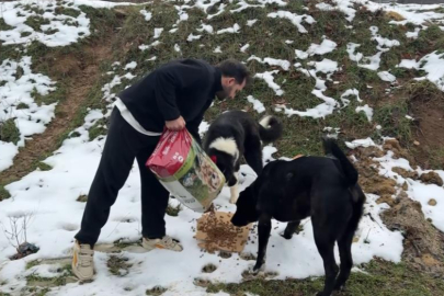 Uludağ'da aç kalan köpeklerin imdadına hayvanseverler yetişti