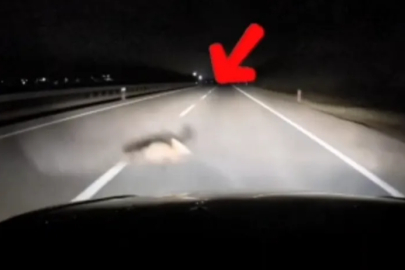 Bursa'da yola atlayan tilki, sürücüye zor anlar yaşattı