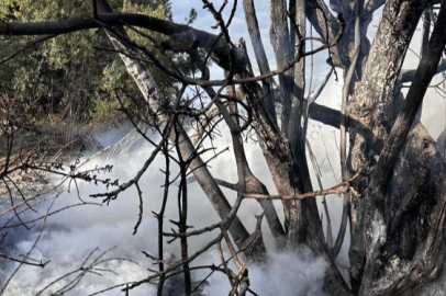 Bursa'da çıkan çalı yangını büyümeden söndürüldü