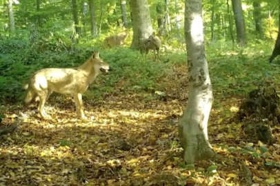 'Kurtlar konseyi' Uludağ'da toplandı