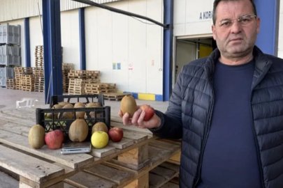 Türkiye'nin tarımda yeni gururu İznik'te yetişti