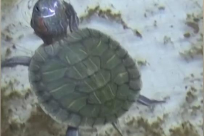 Bursa'da kaplumbağa operasyonu