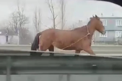 Başıboş at Bursa trafiğinde tehlike saçtı