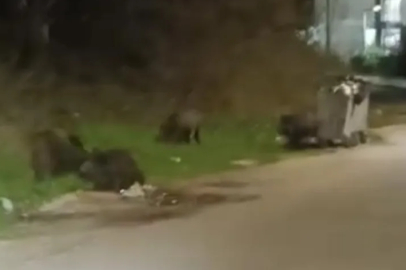 Bursa'da aç kalan domuz sürüsü şehre indi