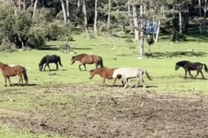 Bursa’da yılkı atlarının özgürlük gezisi