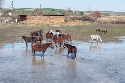 Karacabey'de milyonluk yarış atları da su altında kaldı