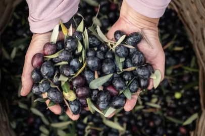 Marmarabirlik'ten 2025'te güçlü ve stratejik büyüme