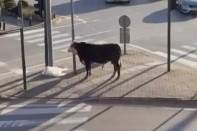 Bursa'da kaçan boğa trafiği karıştırdı