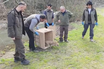 Karacabey Longozları'nda yaban hayatına özgürlük