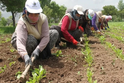 Mevsimlik tarım işçilerinin ortalama günlük ücretleri arttı