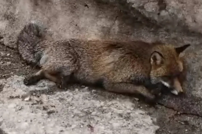 Uludağ'da tilkiye çarpıp kaçtı