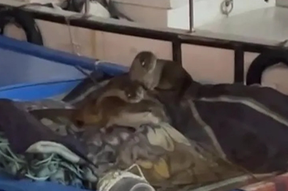 Aç kalan yavrularıyla Gemlik’te tekneye sığındı