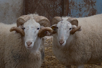 Türkiye'nin en değerli koçları rekor fiyatlara satılıyor