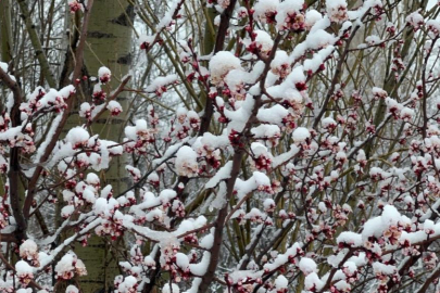 Afyonkarahisar ve Kütahya'da badem ve kayısı çiçekleri karla kaplandı