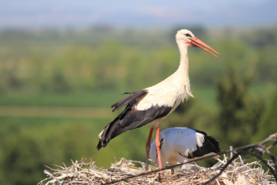 "Bolluk" müjdecisi leylek sürüsü Bursa semalarında görüldü