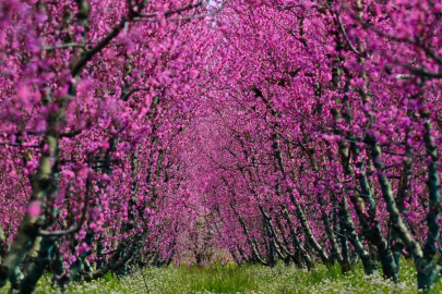 İznik Ovası'nda bahar şöleni