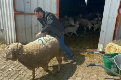 Bursa'da milyonluk koçun kuzuları için bugünden sıraya girdiler