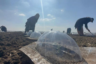 Karacabey Ovası'nda turfanda karpuz ekimi başladı