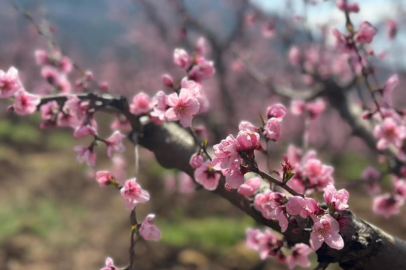 Siyahların ardında açan pembe şeftali çiçekleri