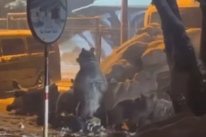 Uludağ'da ayı ailesi kış uykusundan uyandı