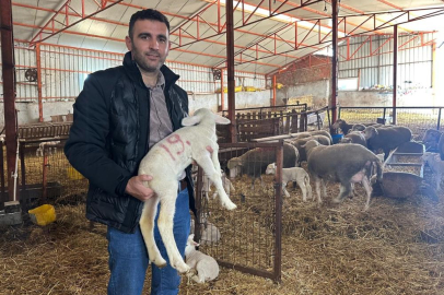 57 yıldır safkan damızlık Karacabey merinosu yetiştiriyorlar