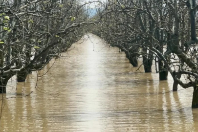 Bursa'da şeftali ve armut bahçeleri sular altında kaldı