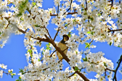 İznik çiçek bahçesine büründü