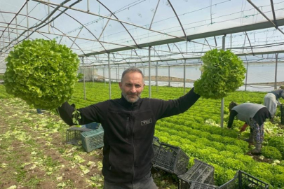 Geçen sene zararıyla ağlatan 'kıvırcık' bu yıl güldürdü