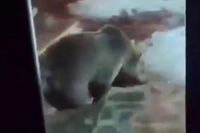 Uludağ’da ayı ailesi paniğe yol açtı