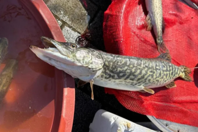 Ulubat Gölü'nde suyun çok olması turna fiyatlarını uçurdu