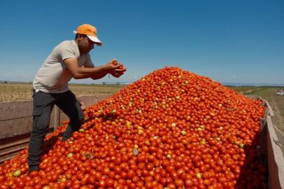 Karacabey'de salçalık domates ekiminde "serbest"in fazla olması bekleniyor