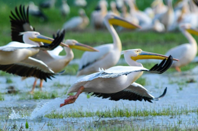 Göç yolundaki pelikan sürüsünün Bursa molası
