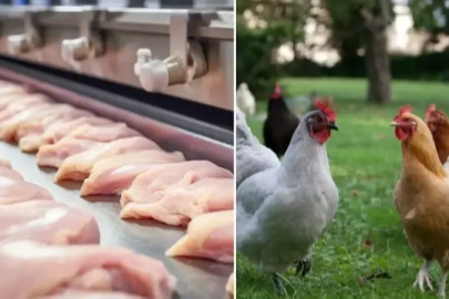 Şubat ayında tavuk eti üretimi 227 bin 793 ton oldu