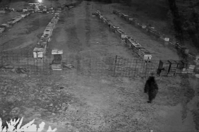 Bursa'da arı kovanlarına ayı saldırısı