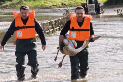 Bursa'da barajda mahsur kalan pelikan için seferber oldular