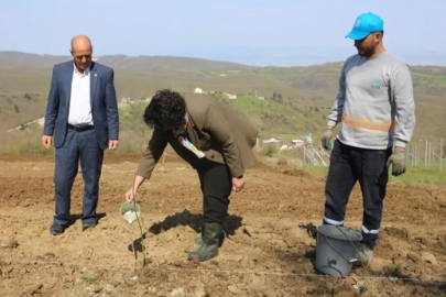 Nilüfer'de atıl araziler bereketleniyor