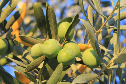 Bir kilogram zeytin için 6798 litre suya ihtiyaç duyuluyor
