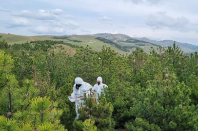 Bursa'da doğanın sessiz kahramanları görev başında