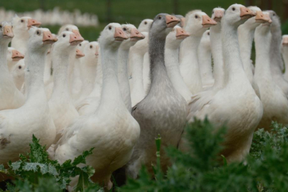 Anadolu kazına "milli kimlik": Anne hattı Yozgat, baba hattı Bandırma